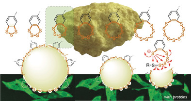 13.Cell‐Penetrating Dynamic‐Covalent Benzopolysulfane Networks.